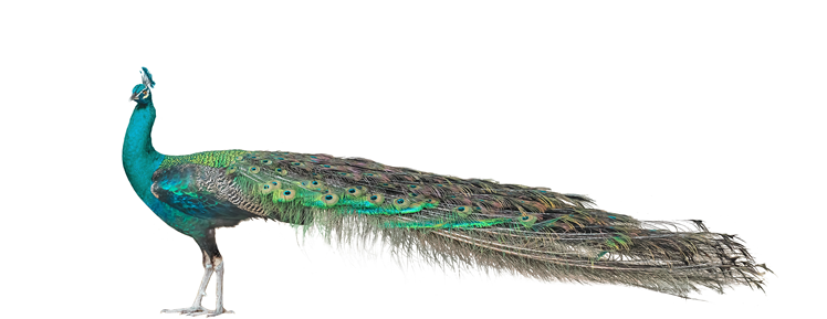 Elevated PR and Events, Edmonton, AB